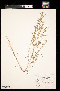 Symphyotrichum ciliatum image