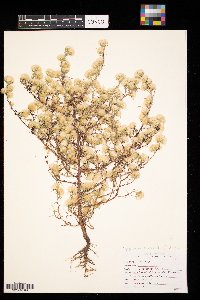 Symphyotrichum ciliatum image