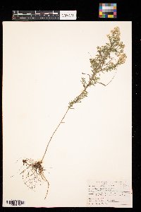 Symphyotrichum ericoides image