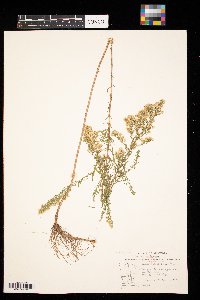 Symphyotrichum ericoides image