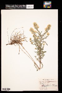 Symphyotrichum ericoides image