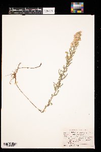 Symphyotrichum ericoides image