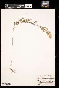 Symphyotrichum ericoides image