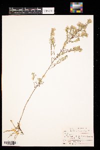 Symphyotrichum ericoides image