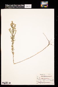 Symphyotrichum ericoides image