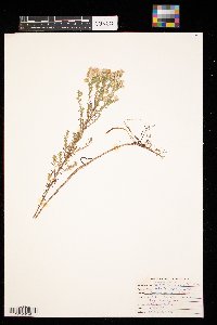 Symphyotrichum ericoides image