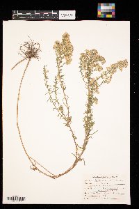 Symphyotrichum ericoides image