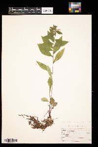 Symphyotrichum lateriflorum image