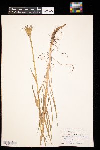 Tragopogon dubius image