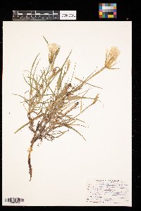 Tragopogon dubius image