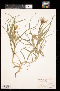 Tragopogon dubius image