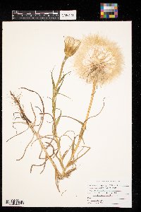 Tragopogon dubius image