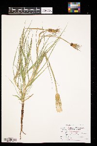 Tragopogon dubius image