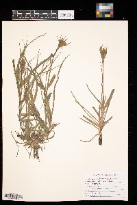 Tragopogon dubius image
