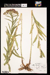 Media resource of Vernonia fasciculata