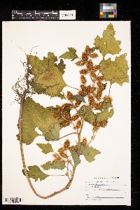 Xanthium strumarium image