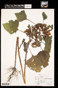 Xanthium strumarium image