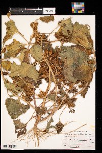 Xanthium strumarium image
