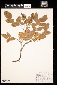 Berberis repens image