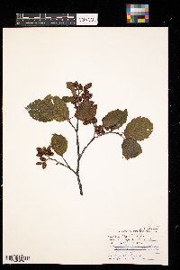 Alnus incana image