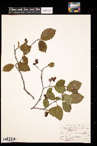 Alnus incana image