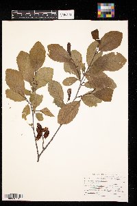 Alnus incana image