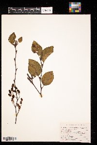 Alnus serrulata image