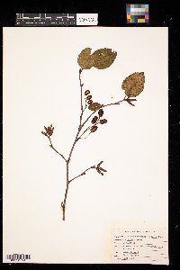 Alnus serrulata image