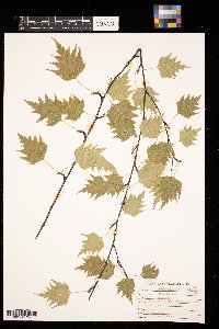 Betula pendula image