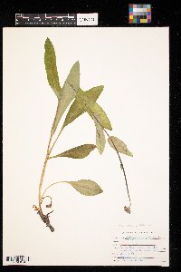 Cynoglossum virginianum image