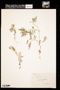 Ellisia nyctelea image