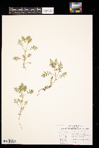 Ellisia nyctelea image