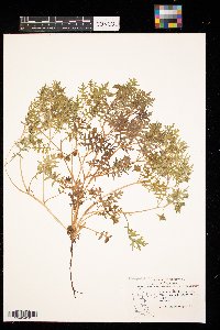 Ellisia nyctelea image