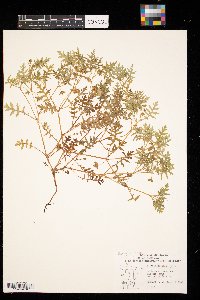 Ellisia nyctelea image