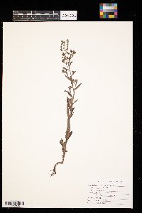 Echium vulgare image