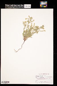 Echium vulgare image