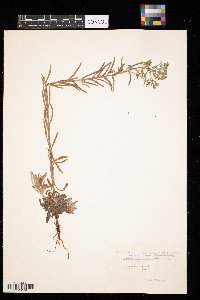 Lappula squarrosa image