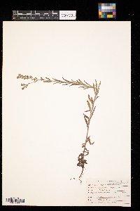 Lappula squarrosa image