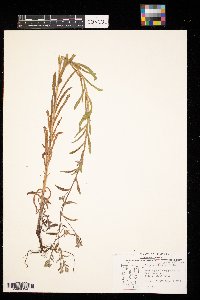 Lappula squarrosa image