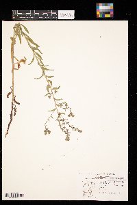 Lappula squarrosa image