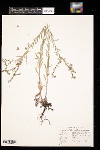 Lappula squarrosa image