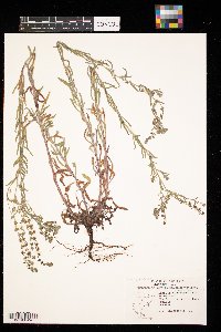 Lappula squarrosa image