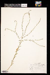 Lappula squarrosa image