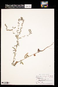 Lappula squarrosa image