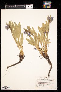 Mertensia oblongifolia image