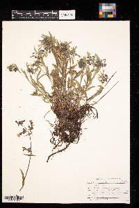 Mertensia oblongifolia image