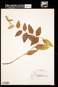 Mertensia paniculata image