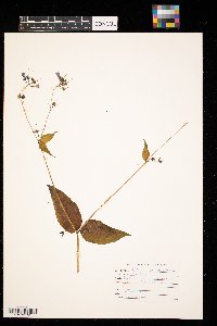 Mertensia paniculata image