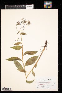 Mertensia paniculata image