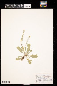 Berteroa incana image